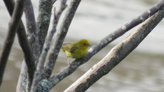 Sicalis flaveola