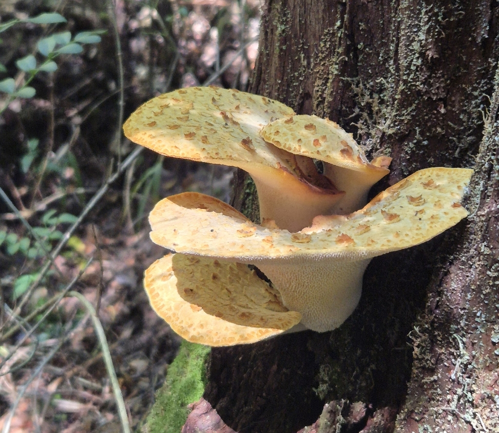 Fomitopsis maculatissima · January 2026 · photo: © nleiva (iNaturalist, cc-by)