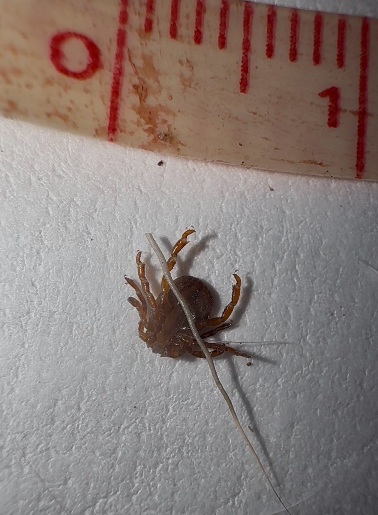 Amblyomma maculatum Koch, 1844
