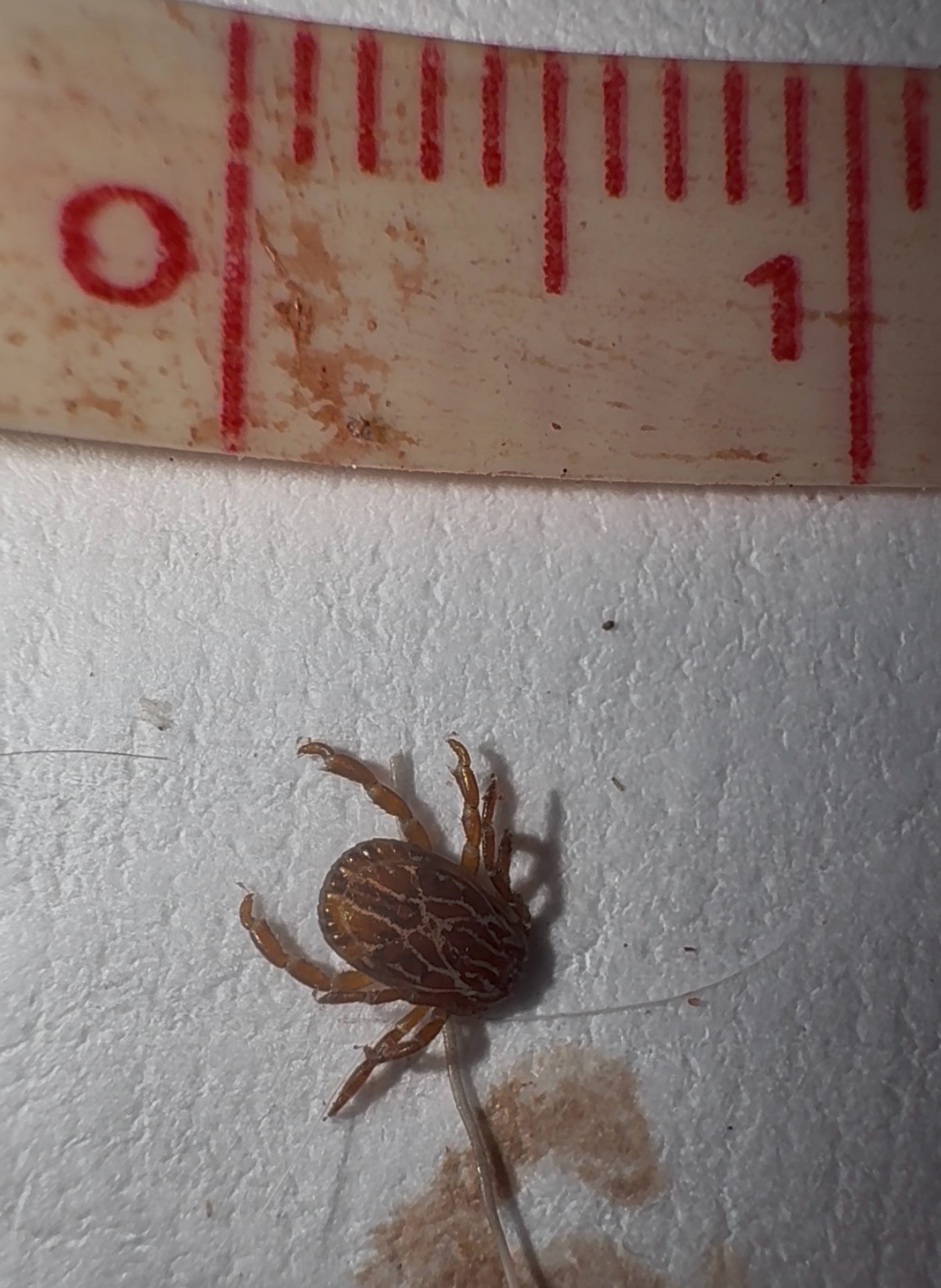 Amblyomma maculatum Koch, 1844