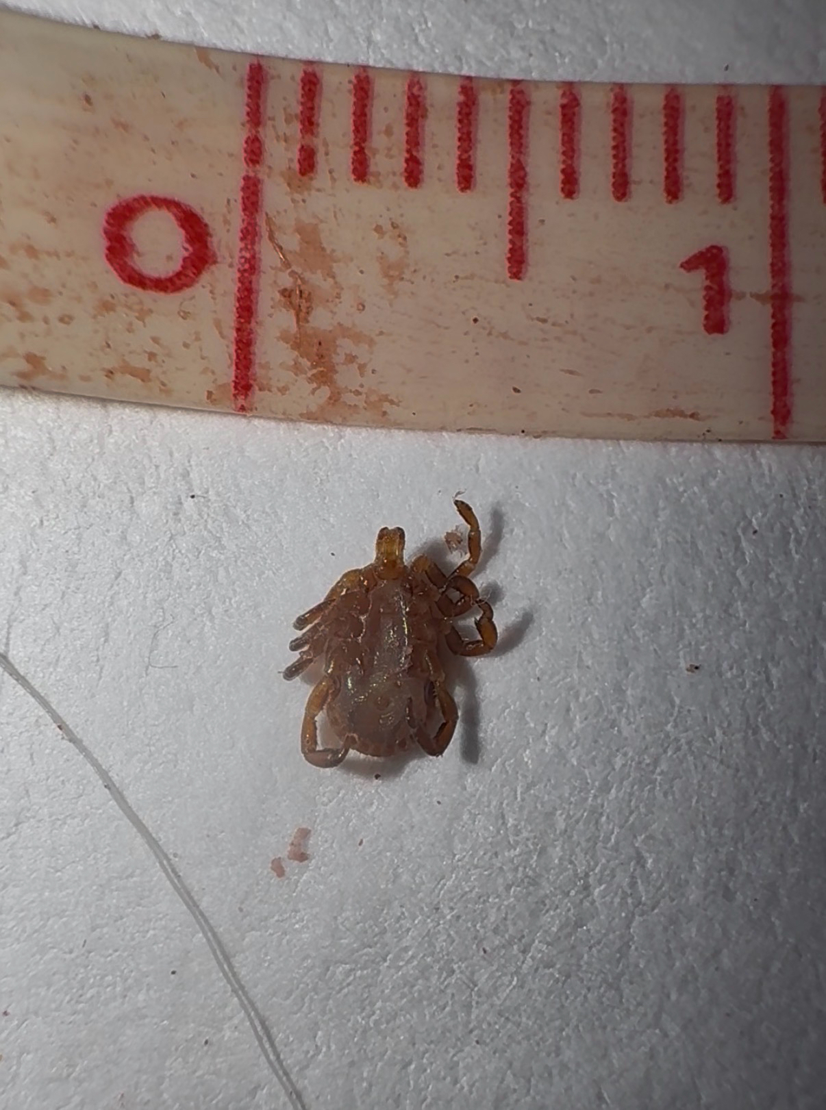 Amblyomma maculatum Koch, 1844