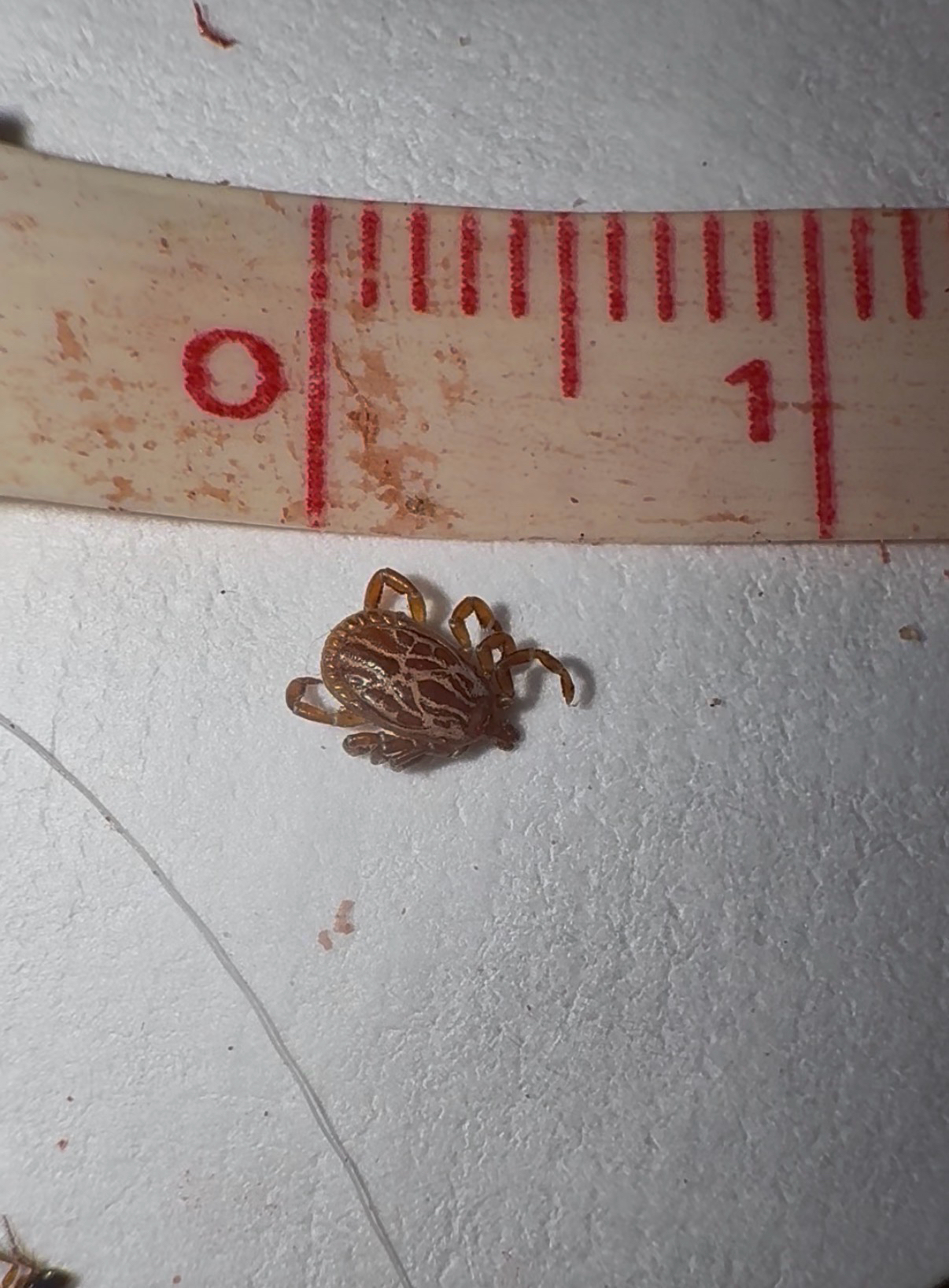 Amblyomma maculatum Koch, 1844