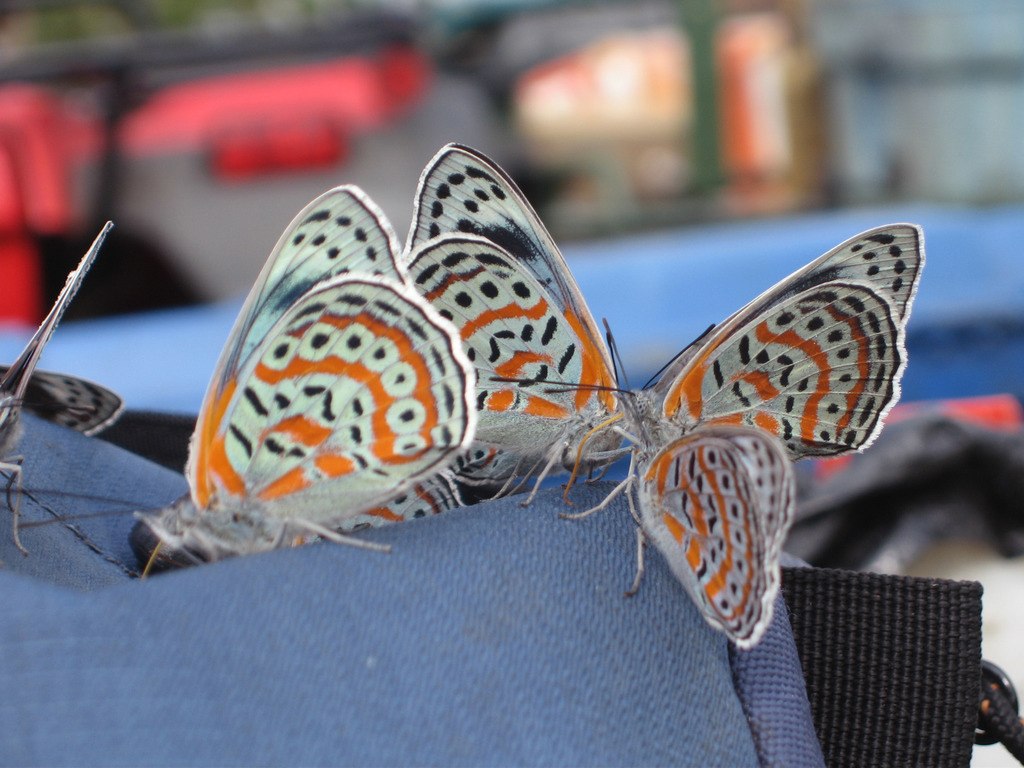 Sevenia benguelae