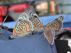 Sevenia benguelae