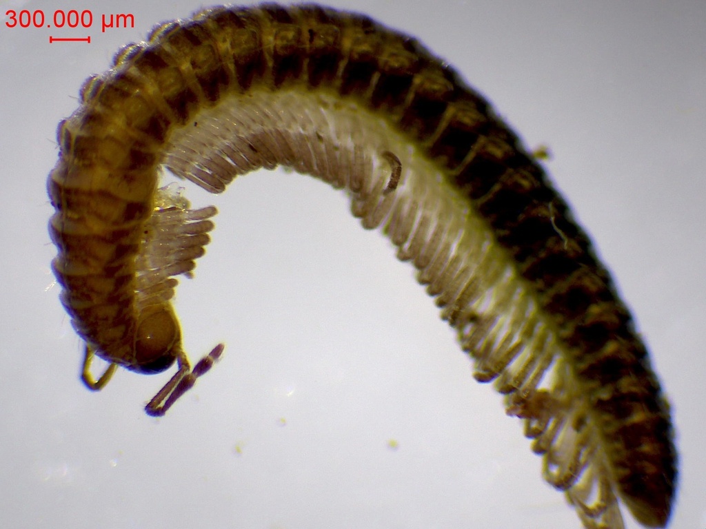 Ochogona gallitarum