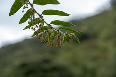 Phyllanthus salviifolius