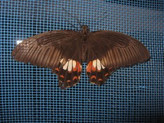 Papilio polytes
