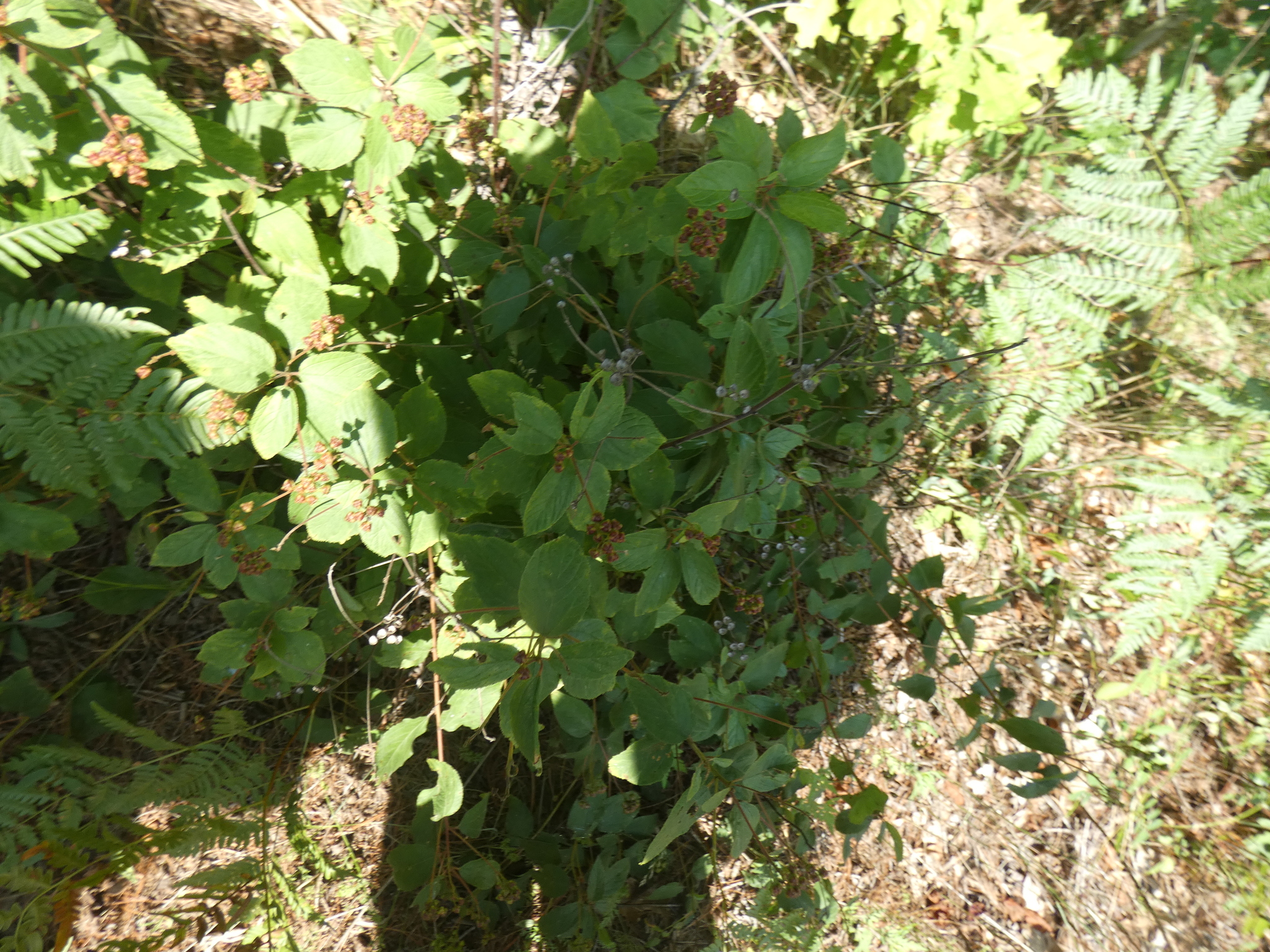 New Jersey Tea (Ceanothus americanus)