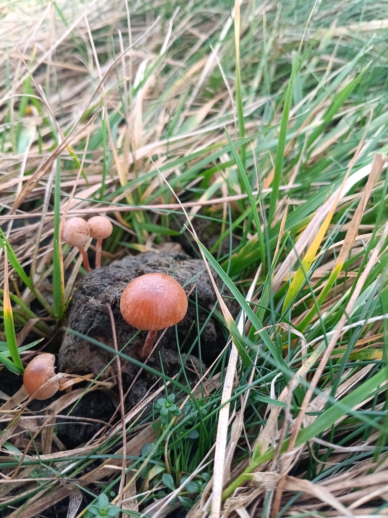 Deconica coprophila · January 2026 · photo: © considerthelilies (iNaturalist, cc-by)