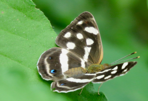 Four-spotted Sailor