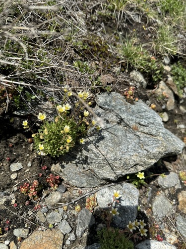 Musky Saxifrage (Saxifraga exarata)