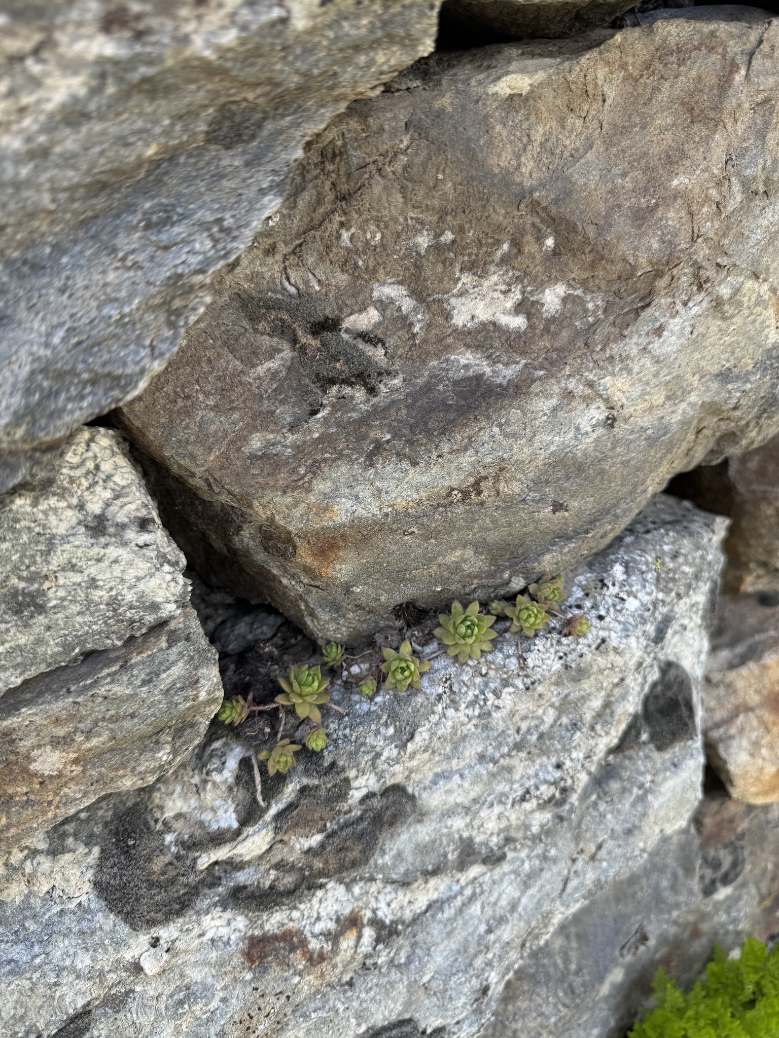 Mountain Houseleek (Sempervivum montanum)