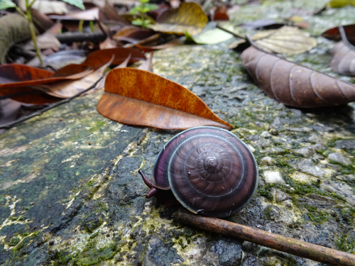 Dyakia regalis observed 2024-12-23