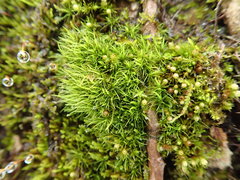 Dicranum flagellare