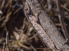Polychrus acutirostris