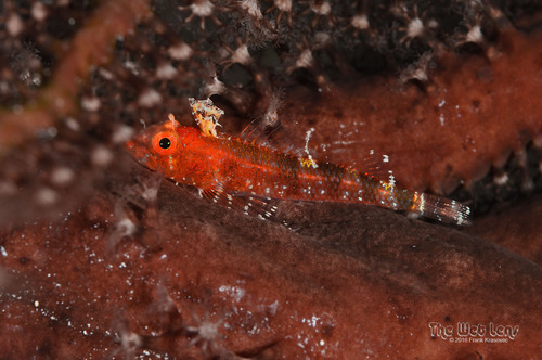 Blackedge triplefin (Enneanectes atrorus) — Tripterygiidae