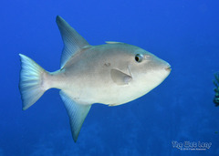 Ocean triggerfish