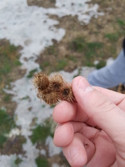 Arctium minus