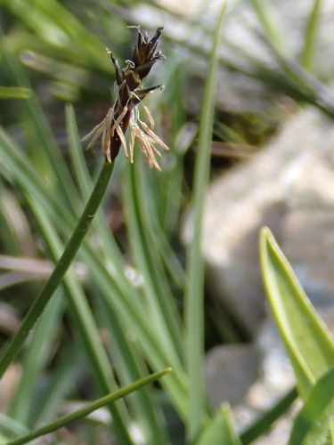 Davall's Sedge (Carex davalliana)