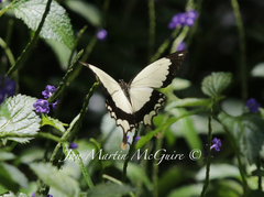 Papilio dardanus meseres