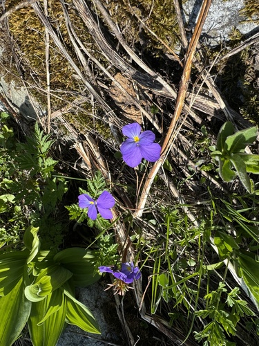 Long-spurred Violet (Viola calcarata)