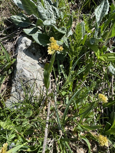 Yellow wood-rush (Luzula lutea)