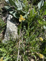 Luzula lutea, photograph (c) Nicholas Wei, some rights reserved (CC BY-SA)