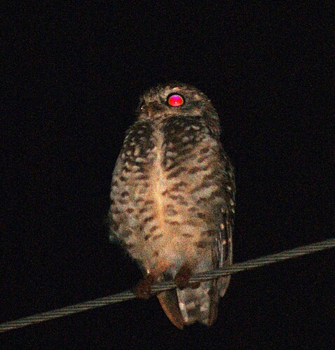 Burrowing Owl