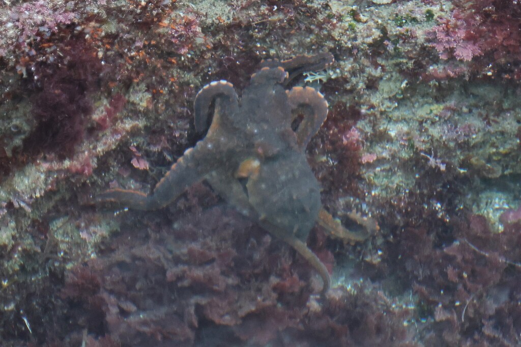 Lesser Two-spot Octopus from La Jolla, San Diego, CA, USA on January 2 ...