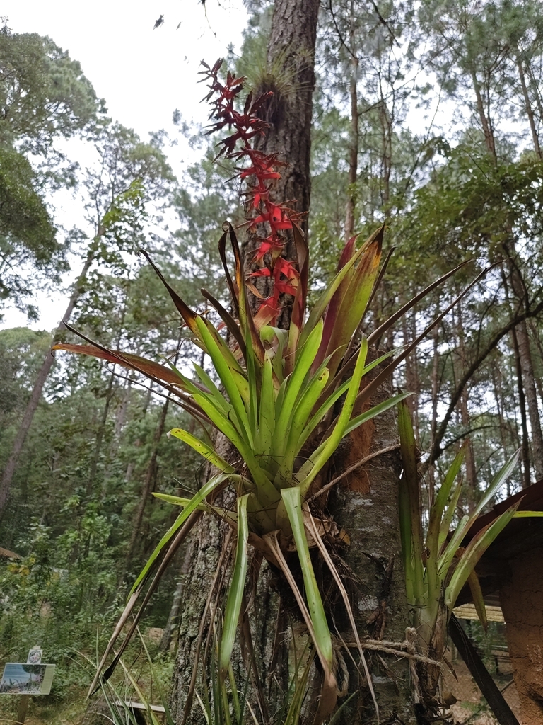 Tillandsia cyanea grassy leaf rosette