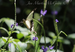 Papilio dardanus meseres