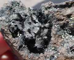 Umbilicaria africana