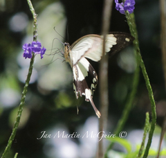 Papilio dardanus meseres