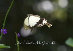 Papilio dardanus meseres