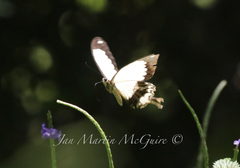Papilio dardanus meseres