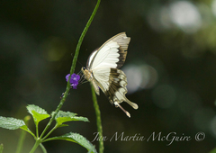 Papilio dardanus meseres