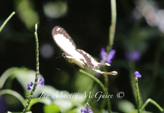 Papilio dardanus meseres