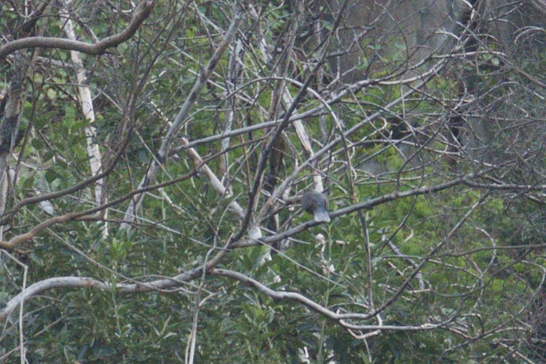 Laurel Pigeon (Columba junoniae), photo 8