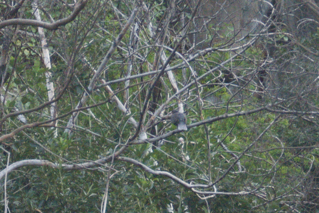 Laurel Pigeon (Columba junoniae), photo 7