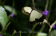 Papilio dardanus meseres