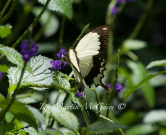 Papilio dardanus meseres