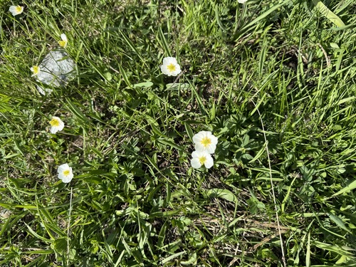 Kuepfer's buttercup (Ranunculus kuepferi)