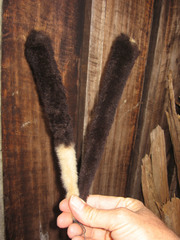 Phalangeridae