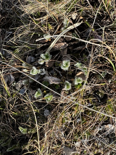 Net-leaved Willow (Salix reticulata)