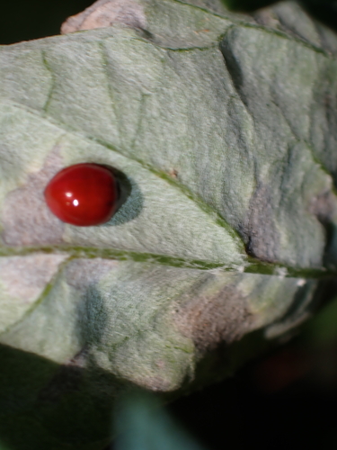 iNaturalist observation photo of Spotless Lady Beetle