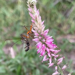 Hermbstaedtia odorata