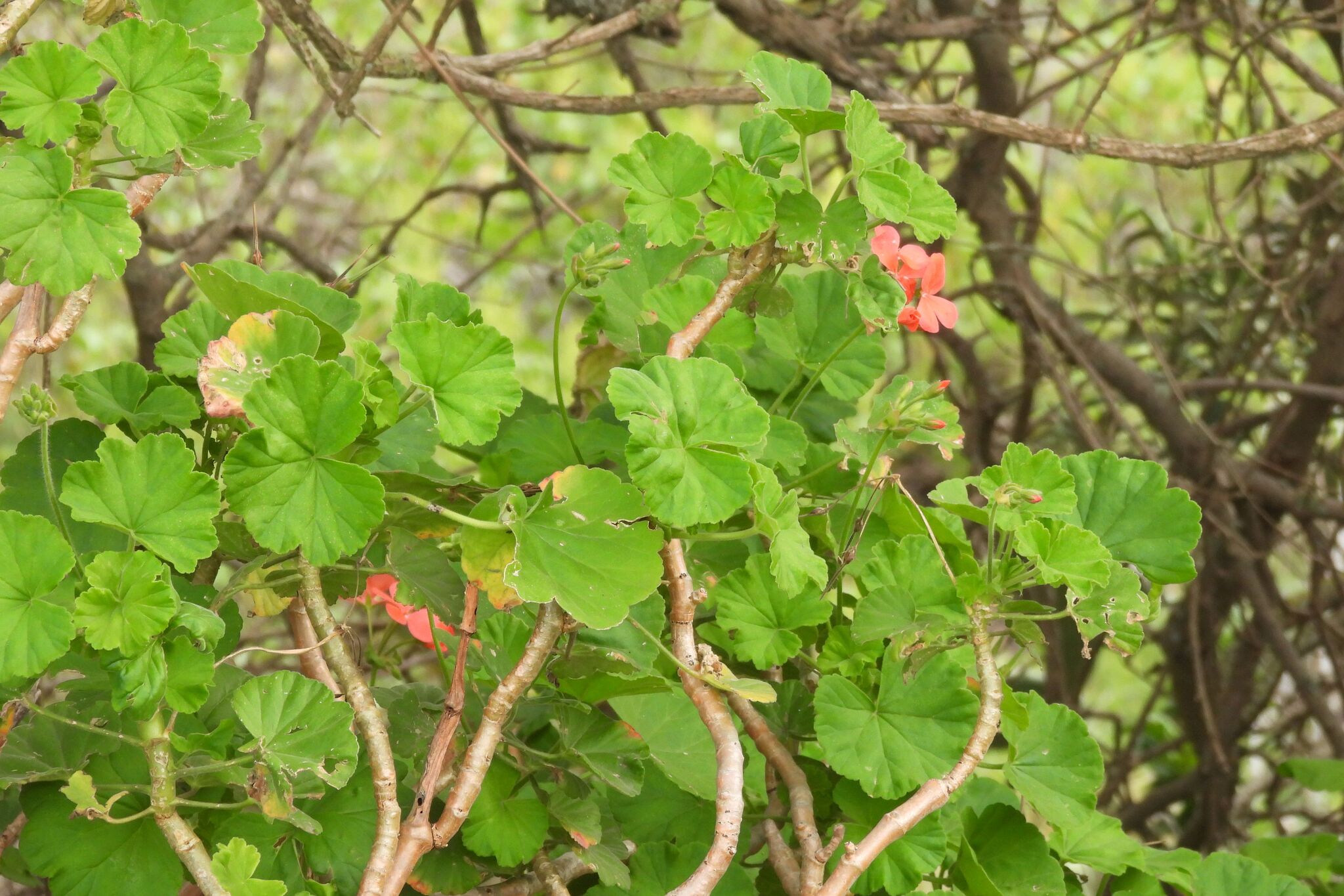 Imagem de Malva cheirosa