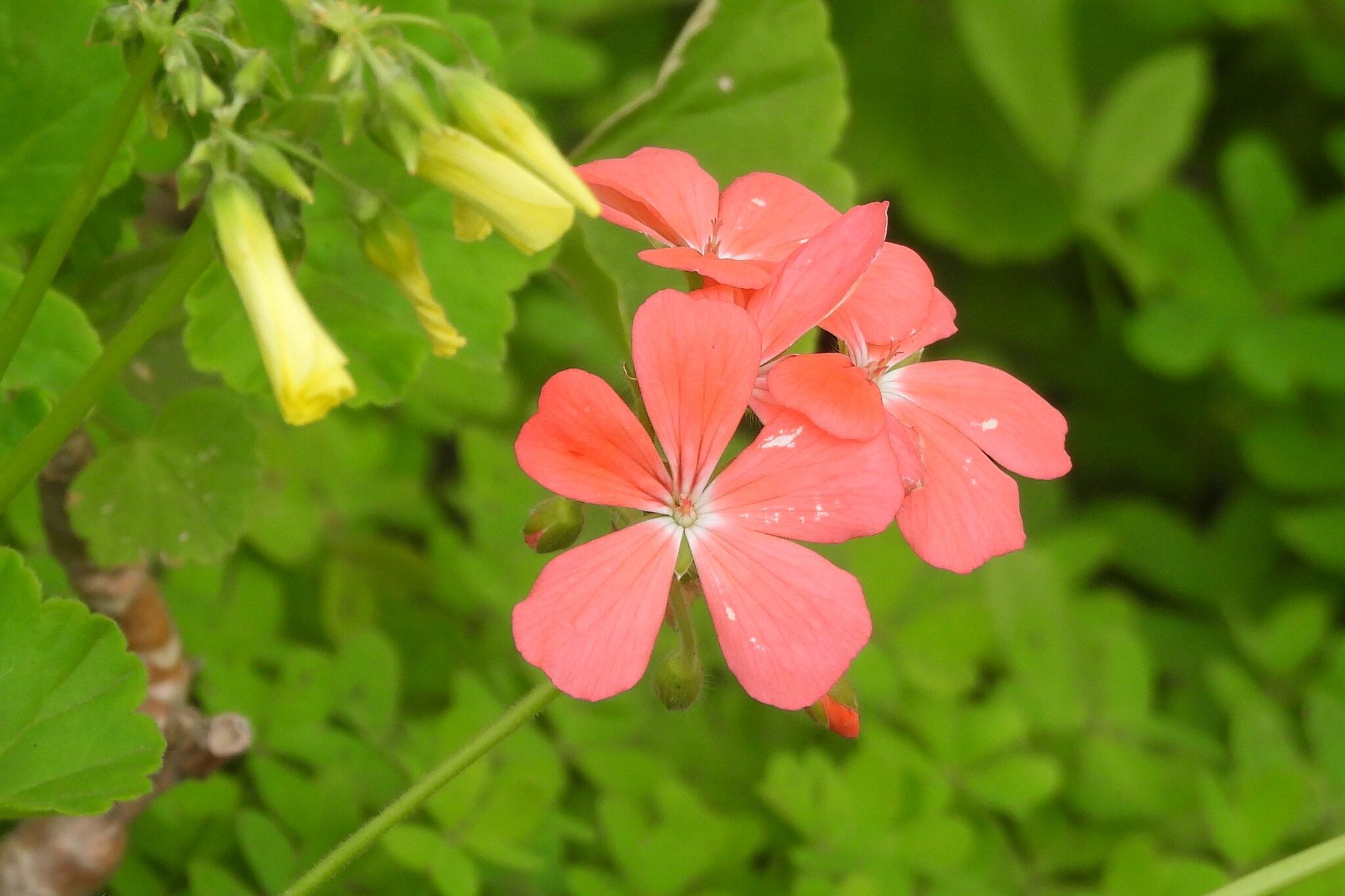 Imagem de Malva cheirosa
