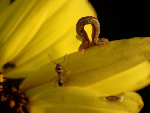iNaturalist observation photo of Argentine Ant