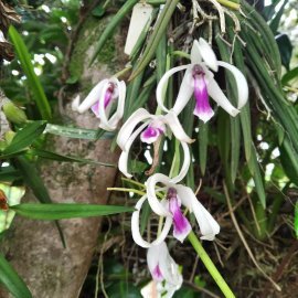 Leptotes bicolor